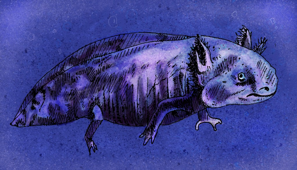 axolotl
