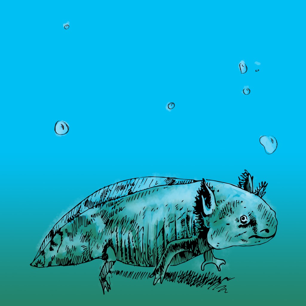 axolotl