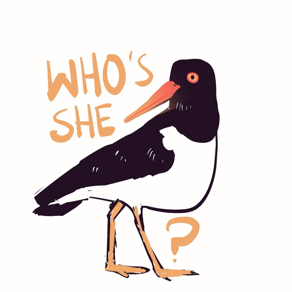 Eurasian oystercatcher Haematopus ostralegus