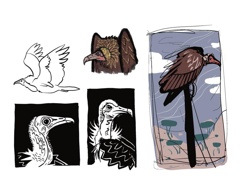 Hooded vulture sketchbook